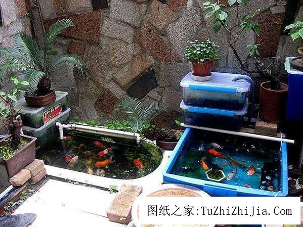 屋里養這7種花草帶來財運 養魚必須買單數