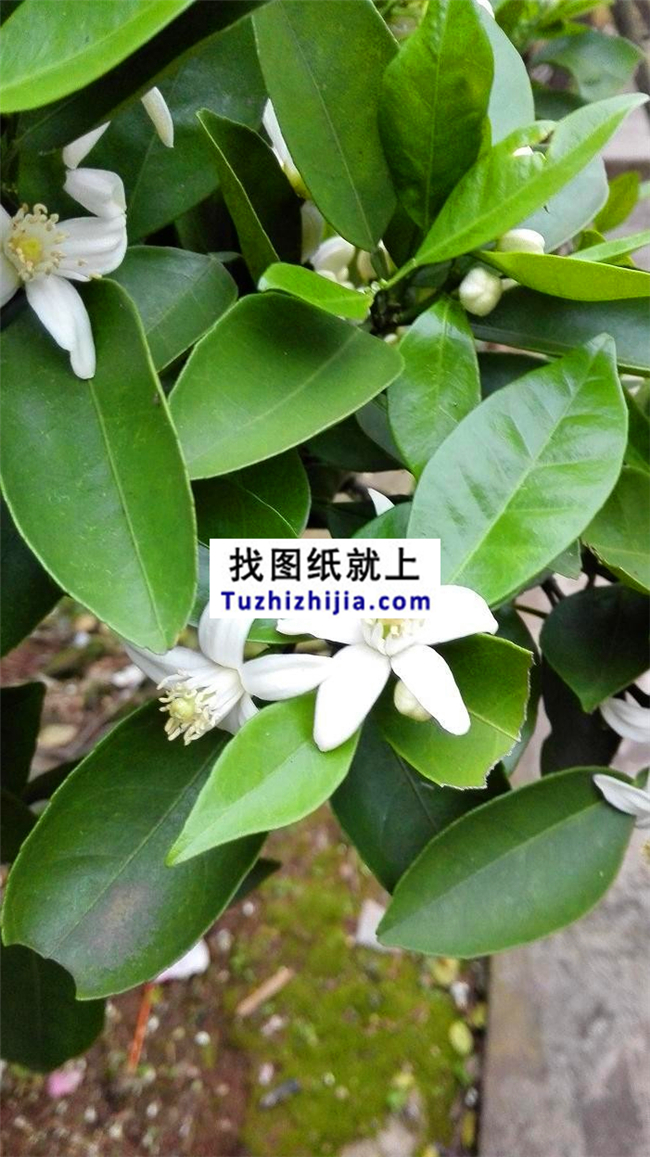 鄉(xiāng)村自建房屋設(shè)計(jì)全程直播！