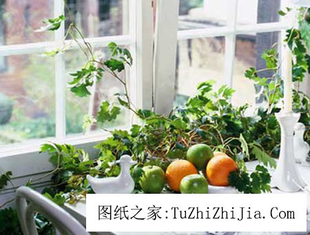 家里放這幾種植物有利于身體健康 放不好會破財