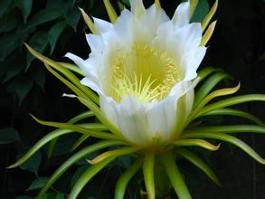 曇花的藥用價值？曇花可以吃嗎？