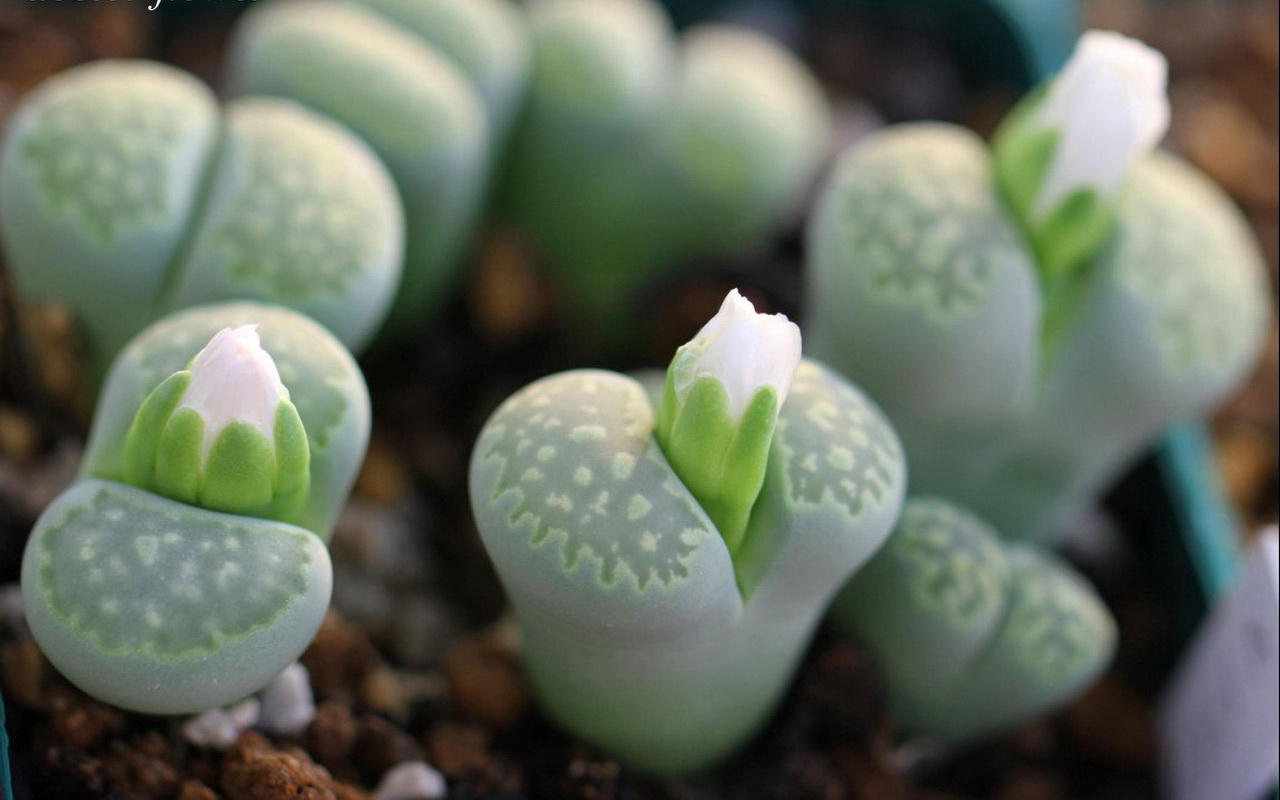 生石花怎么養？生石花種子批發？【圖】