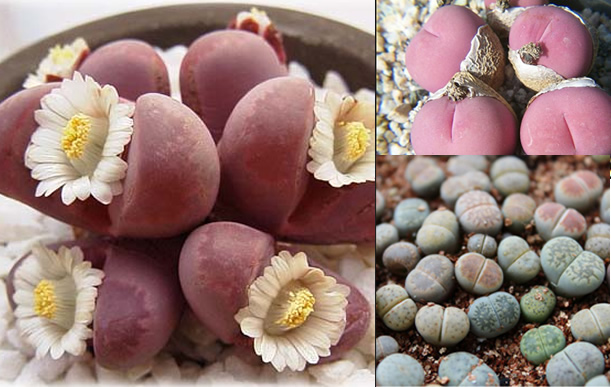 生石花怎么養？生石花種子批發？【圖】