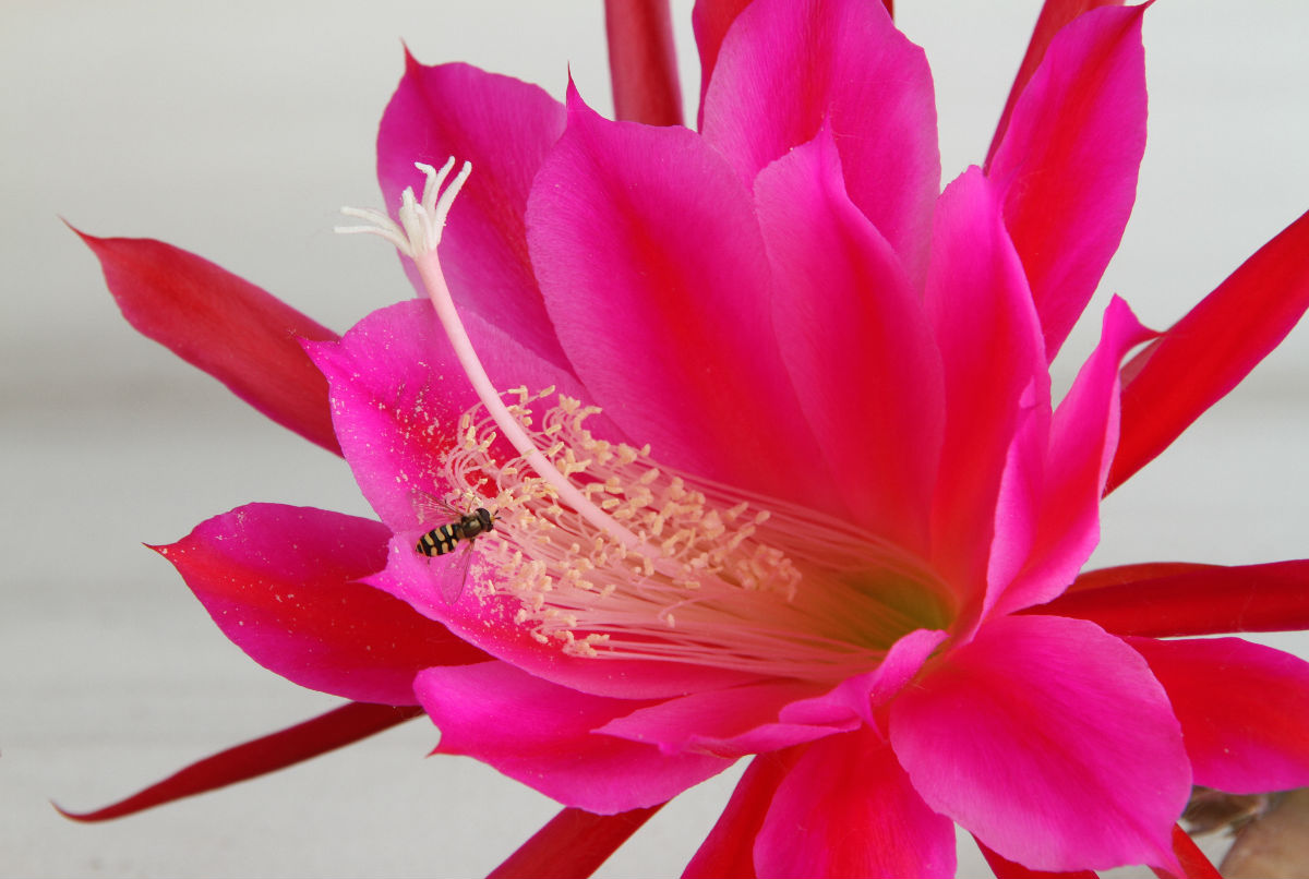 【圖】曇花的養殖方法？曇花什么時候開花？