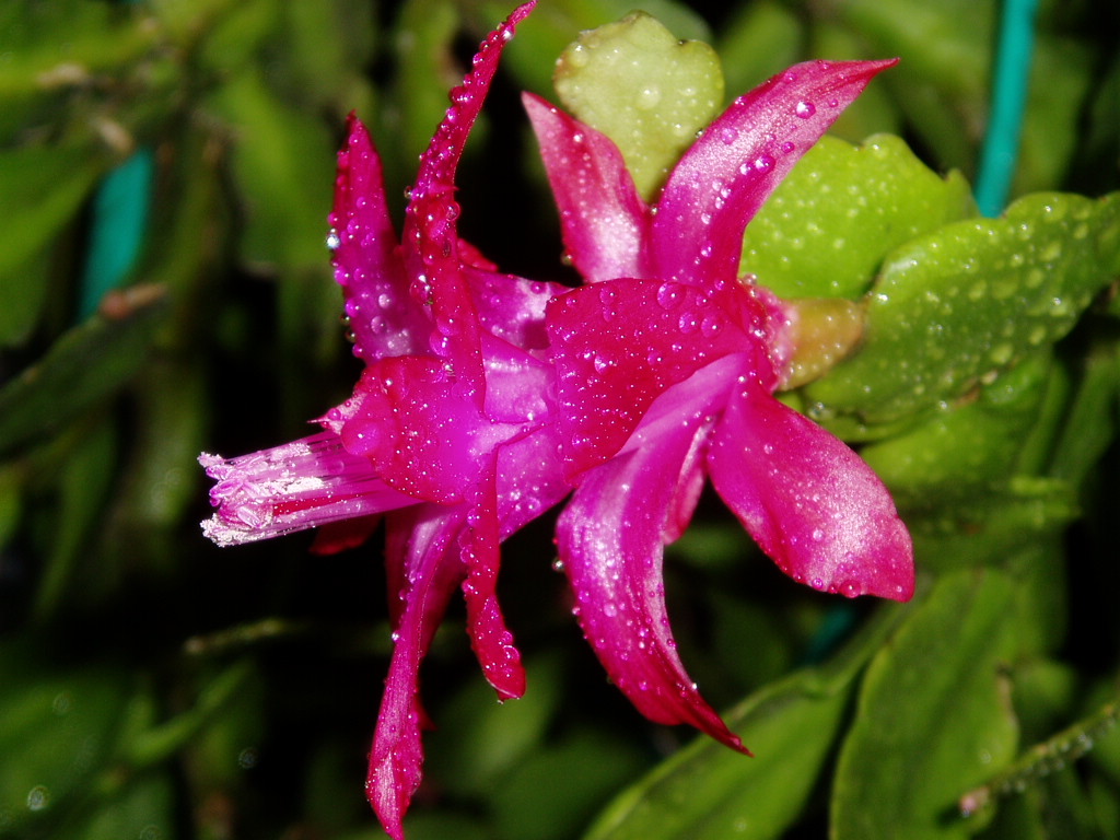 蟹爪蘭的養(yǎng)殖方法和注意事項?蟹爪蘭的栽培技術(shù)【多圖】