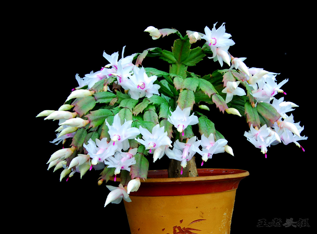 蟹爪蘭的養(yǎng)殖方法和注意事項?蟹爪蘭的栽培技術(shù)【多圖】