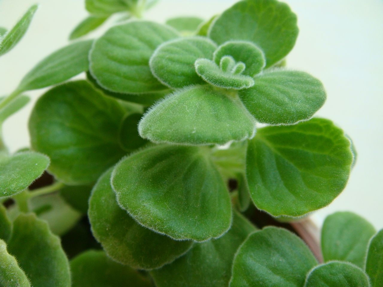 碰碰香的養殖方法和注意事項？碰碰香有毒嗎？【圖】