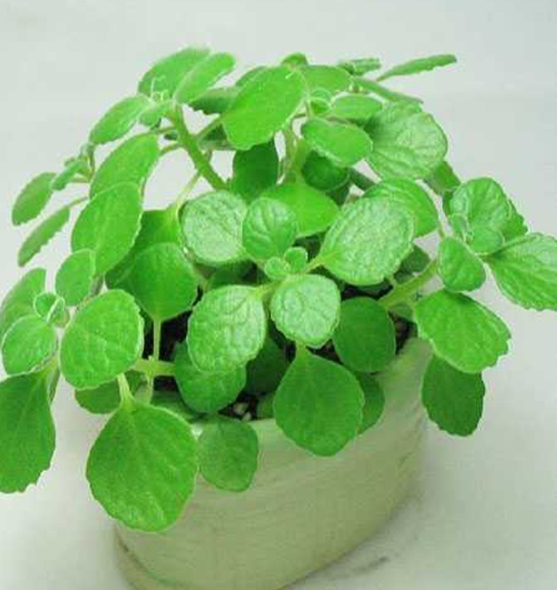 碰碰香的養殖方法和注意事項？碰碰香有毒嗎？【圖】