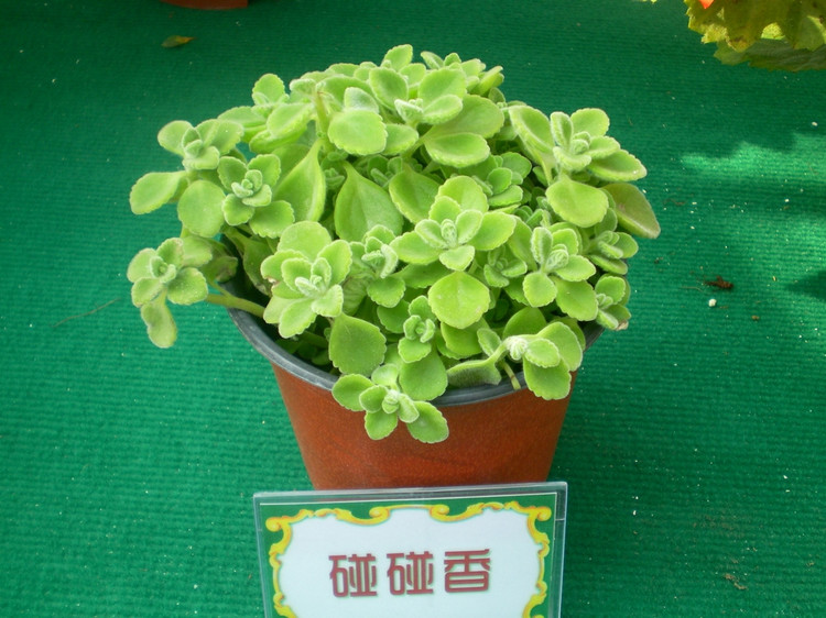 碰碰香的養殖方法和注意事項？碰碰香有毒嗎？【圖】