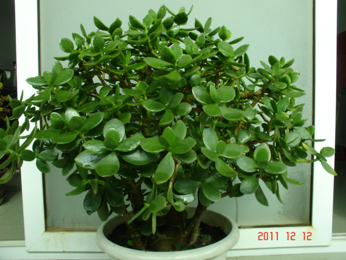 燕子掌和玉樹的區別？燕子掌有毒嗎？【圖】