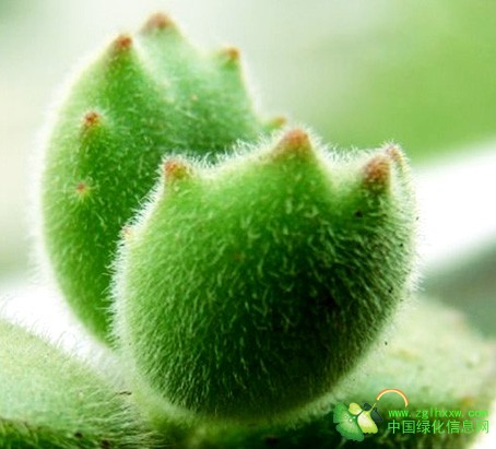 熊童子怎么養？熊童子掉葉子怎么辦？【圖】