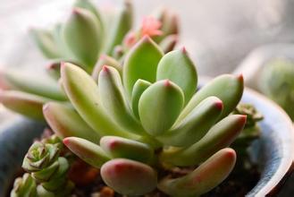 星美人怎么養(yǎng)？星美人葉子有褶皺？【圖】