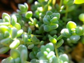 星美人怎么養(yǎng)？星美人葉子有褶皺？【圖】