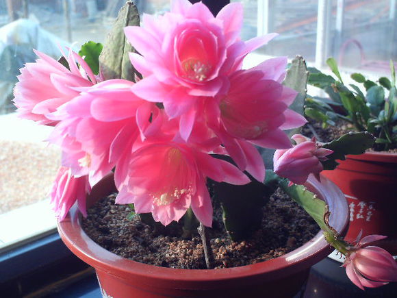 令箭荷花的養殖方法？令箭荷花幾年開花？【圖】