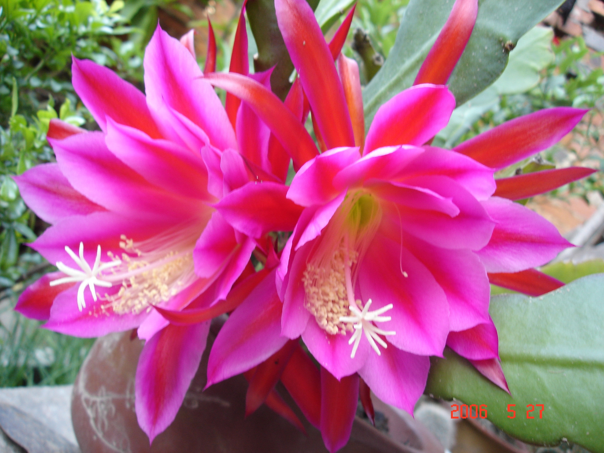 令箭荷花的養殖方法？令箭荷花幾年開花？【圖】