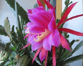 令箭荷花的養殖方法？令箭荷花幾年開花？【圖】