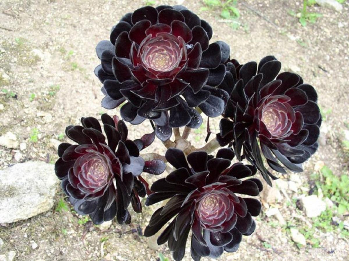 黑法師的養殖方法？黑法師是多肉植物嗎？【圖】