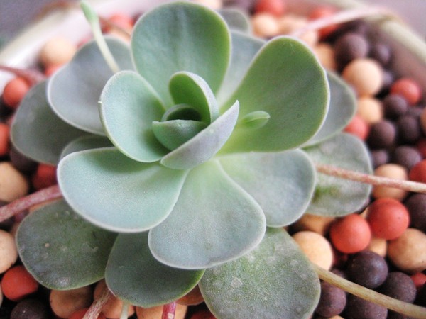 子持蓮華怎么養(yǎng)？子持蓮華開花嗎？【圖】