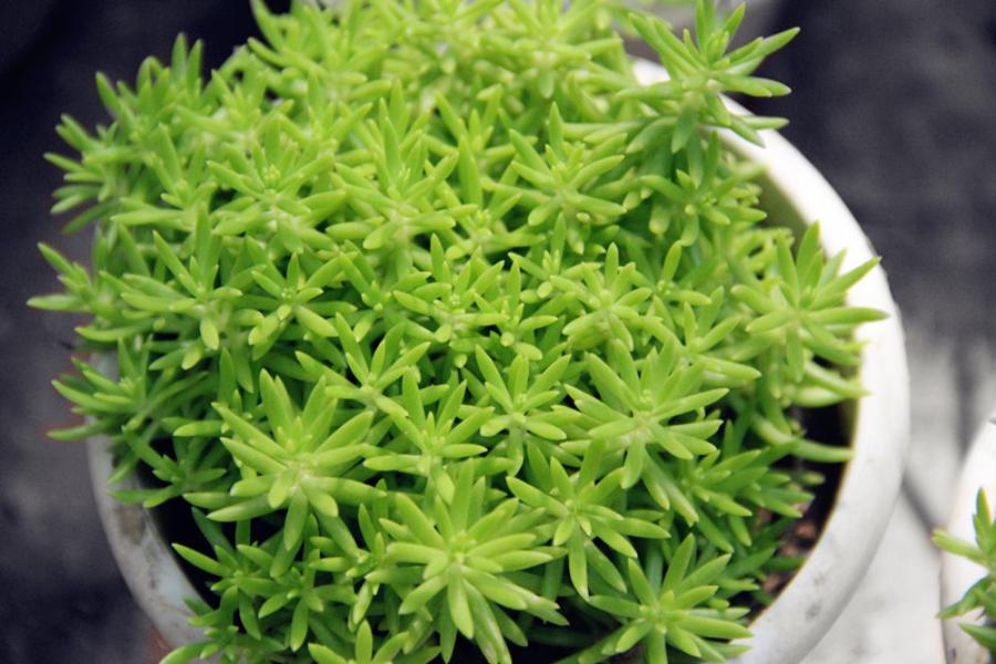 金葉佛甲草屋頂綠化？佛甲草怎么種植好？【圖】