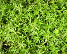 金葉佛甲草屋頂綠化？佛甲草怎么種植好？【圖】