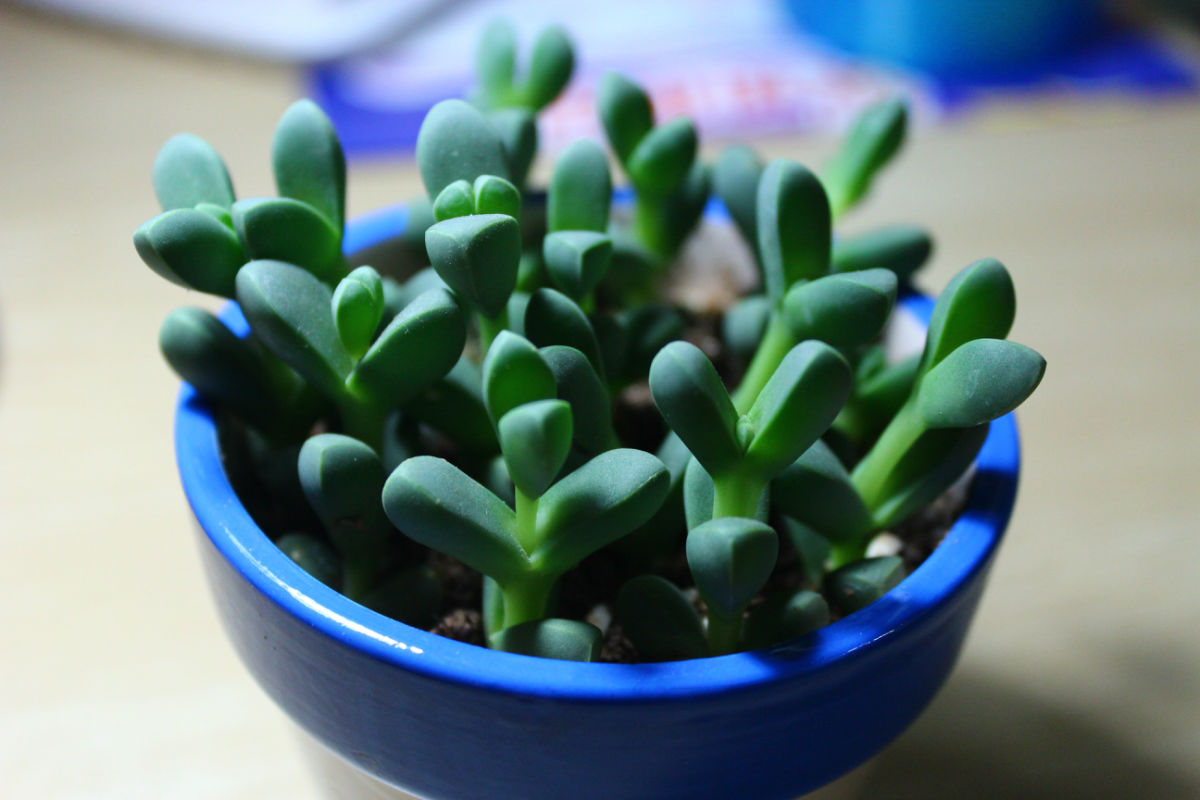 鹿角海棠怎么養殖？鹿角海棠怎么繁殖？【圖】