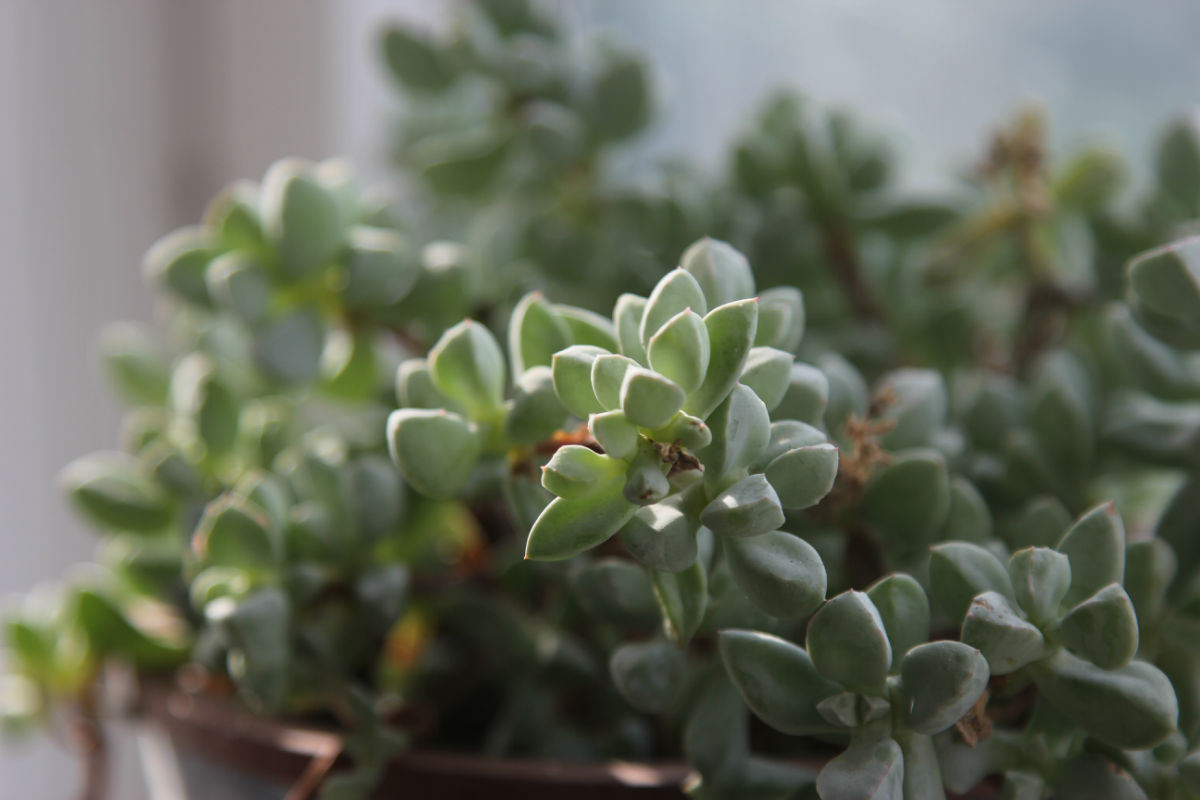 鹿角海棠怎么養殖？鹿角海棠怎么繁殖？【圖】