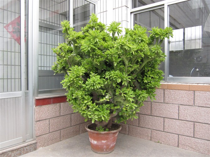 麒麟掌的養殖方法和注意事項？麒麟掌的生長速度【圖】