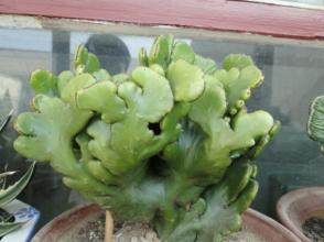 麒麟掌的養殖方法和注意事項？麒麟掌的生長速度【圖】