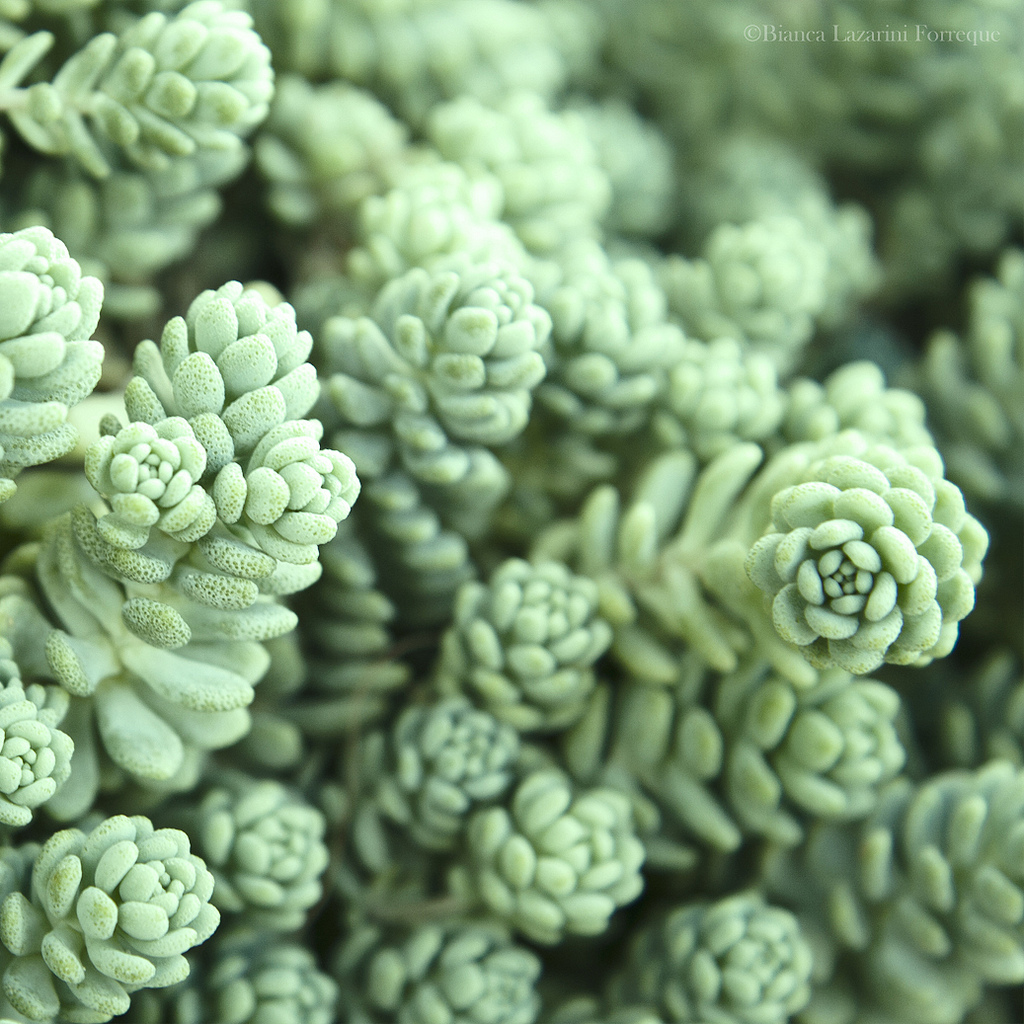 姬星美人怎么養才爆盆？姬星美人養殖方法【圖】