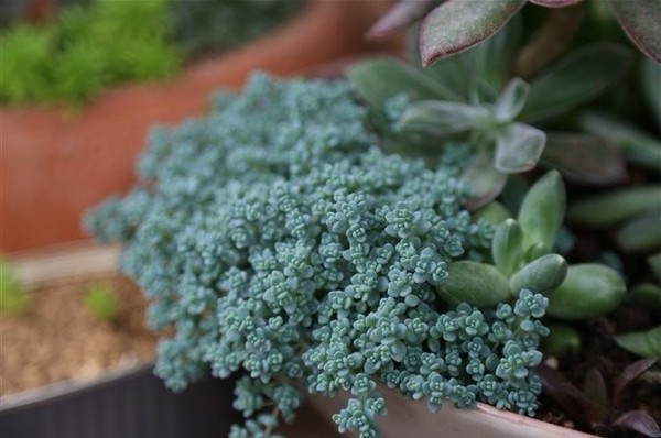 姬星美人怎么養才爆盆？姬星美人養殖方法【圖】