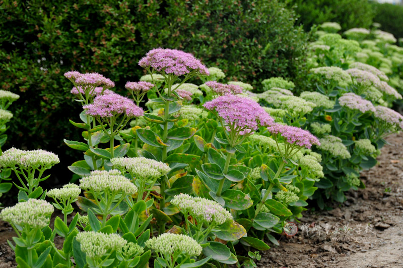 八寶景天價格行情，八寶景天的養殖方法【圖】