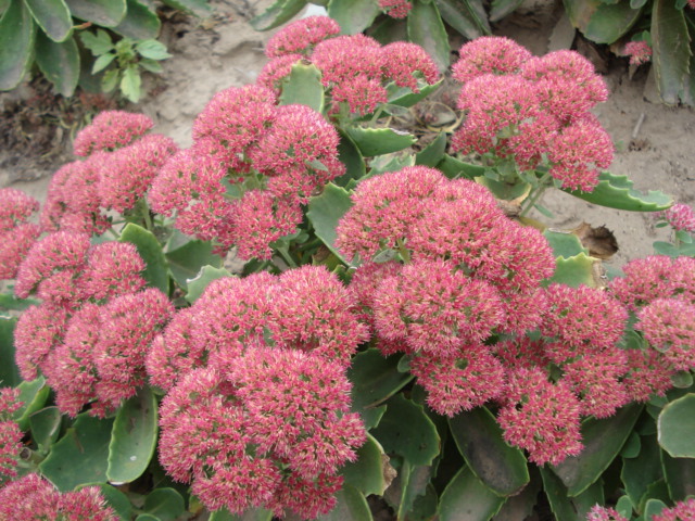 八寶景天價格行情，八寶景天的養殖方法【圖】