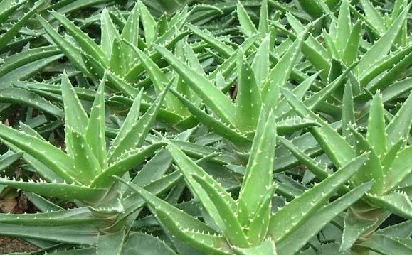 不夜城蘆薈的養殖方法？不夜城蘆薈的作用與功效？【圖】