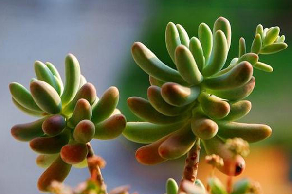 八千代和乙女心的區別？八千代怎么養殖？【圖】