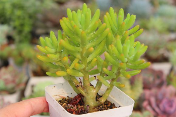 八千代和乙女心的區別？八千代怎么養殖？【圖】