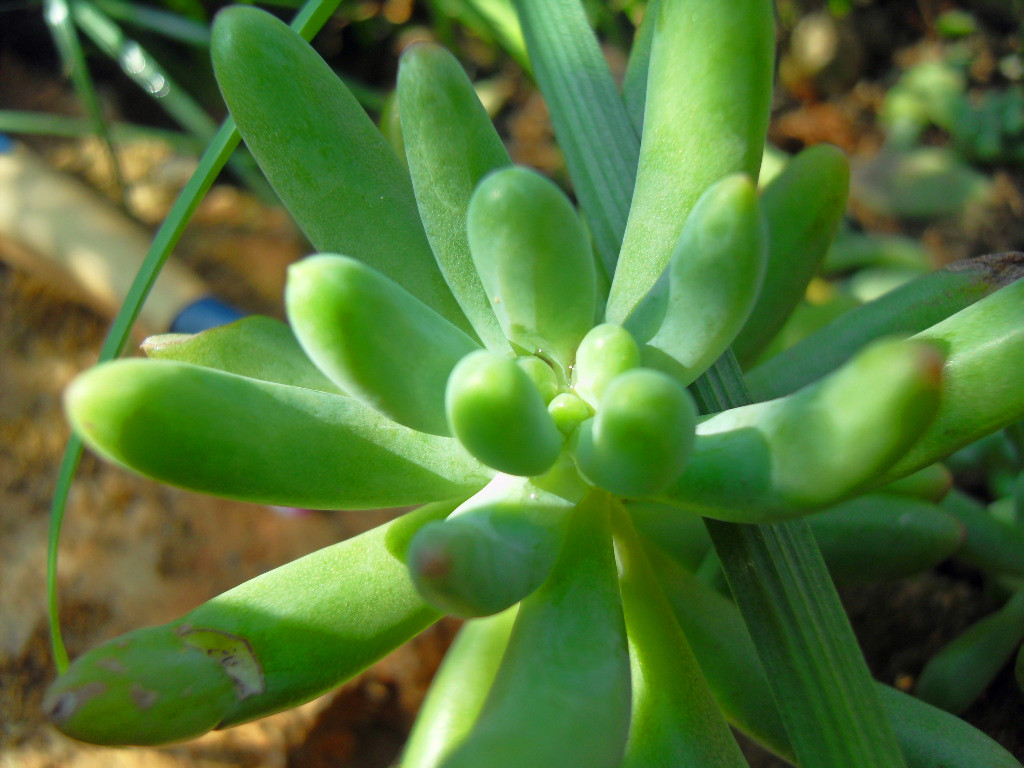 八千代和乙女心的區別？八千代怎么養殖？【圖】