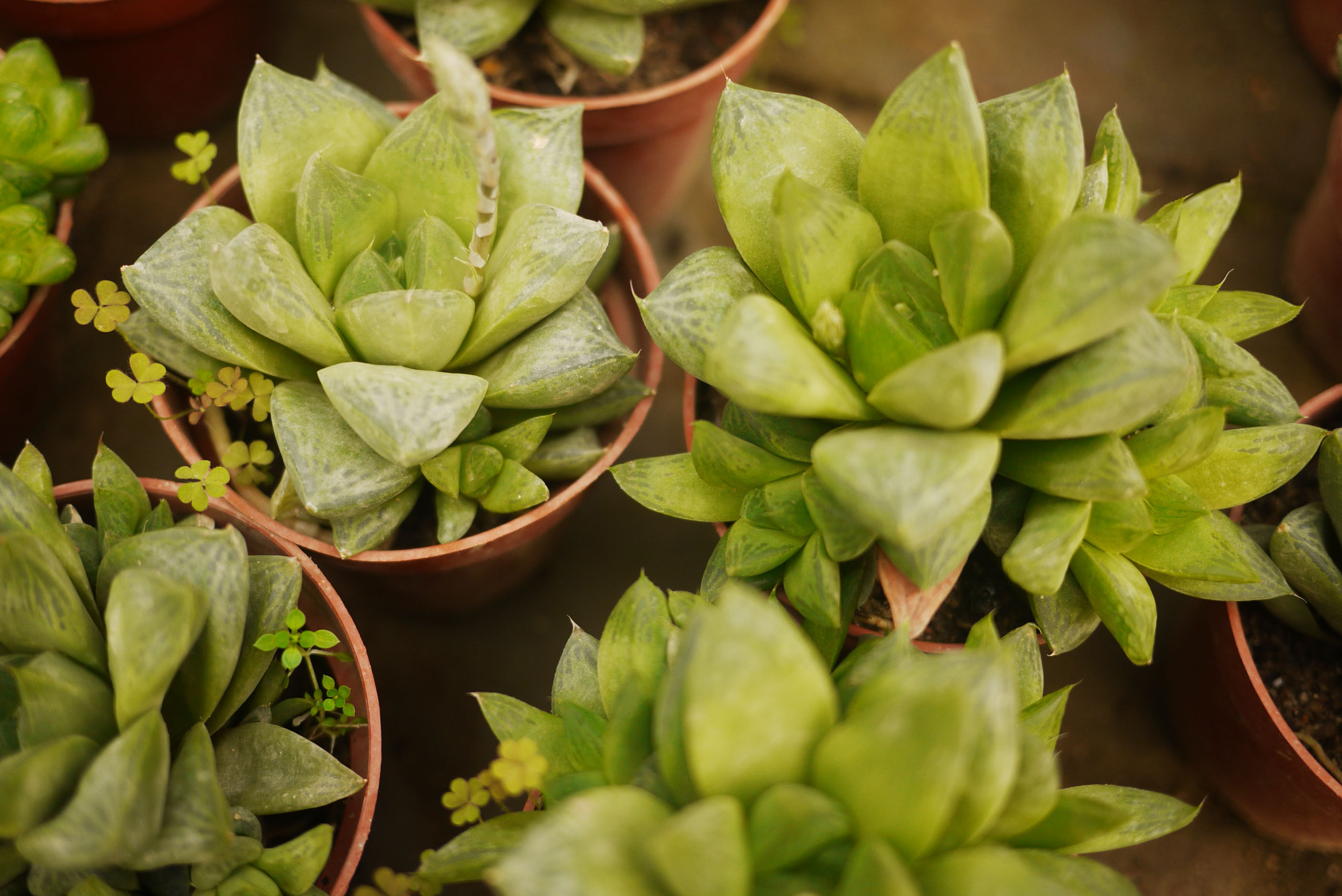 多肉寶草玉露哪個(gè)好？寶草和玉露的區(qū)別？【圖】