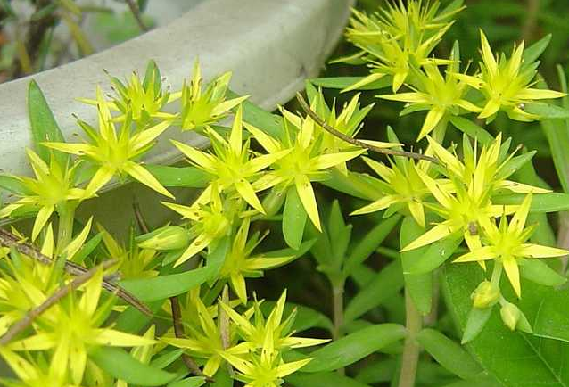 垂盆草的功效與作用？垂盆草怎么養(yǎng)？【圖】