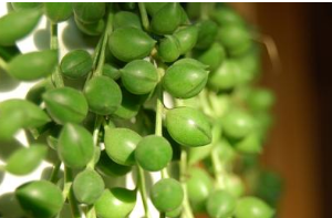 珍珠吊蘭的養(yǎng)殖方法和注意事項(xiàng)【圖】