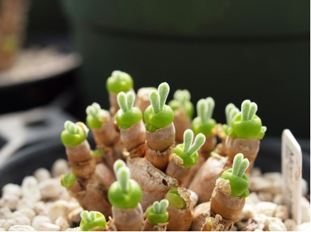 碧光環(huán)有什么功效?碧光環(huán)怎么養(yǎng)?【圖】