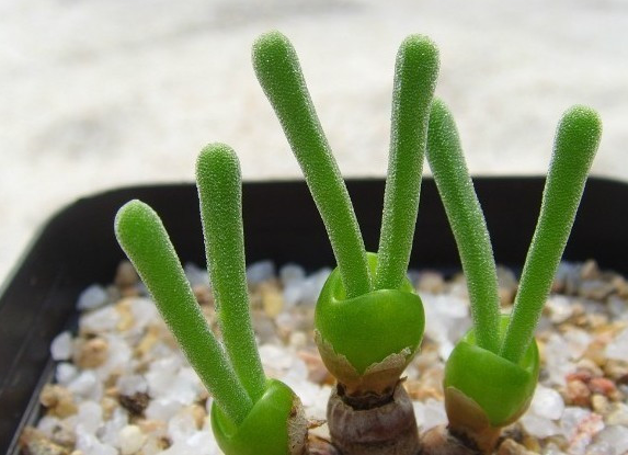 碧光環(huán)有什么功效?碧光環(huán)怎么養(yǎng)?【圖】