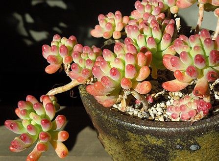 乙女心的養殖方法？半球乙女心的夏季養殖注意【圖】