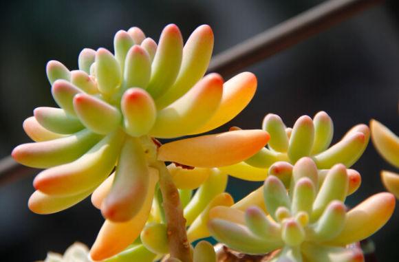 乙女心的養殖方法？半球乙女心的夏季養殖注意【圖】