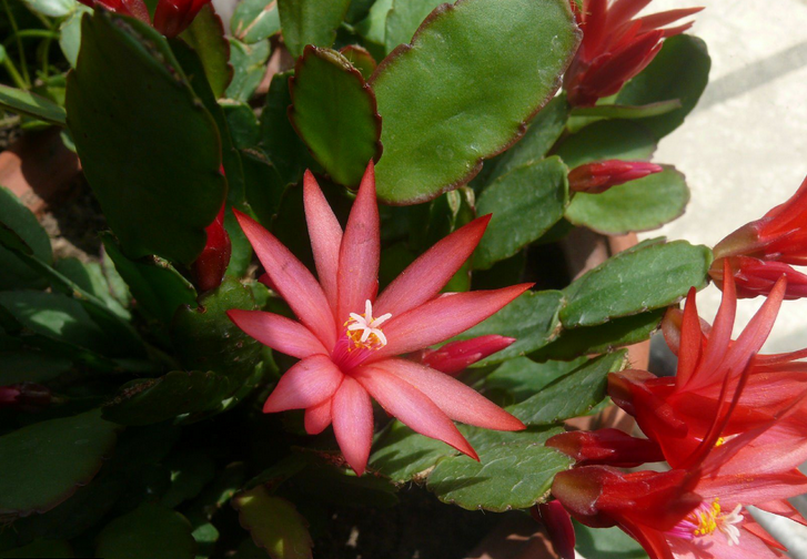 假曇花的養(yǎng)殖方法？假曇花什么時候開花？【圖】