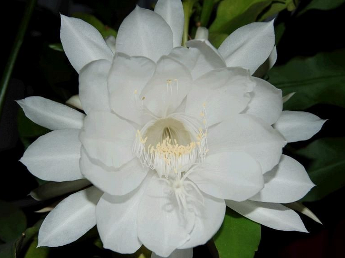 假曇花的養(yǎng)殖方法？假曇花什么時候開花？【圖】