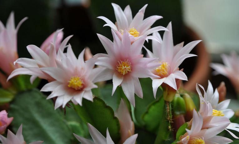 假曇花的養(yǎng)殖方法？假曇花什么時候開花？【圖】