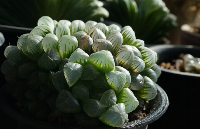 姬玉露怎么養？姬玉露剛種上能澆水么？【圖】