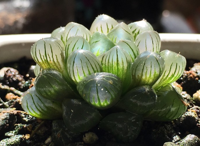 姬玉露怎么養？姬玉露剛種上能澆水么？【圖】