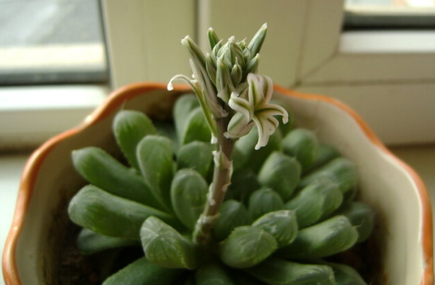 姬玉露怎么養？姬玉露剛種上能澆水么？【圖】