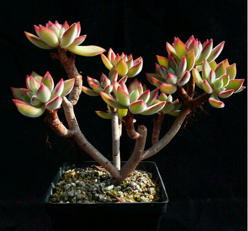 錦晃星怎么養？錦晃星用什么花盆好？【圖】