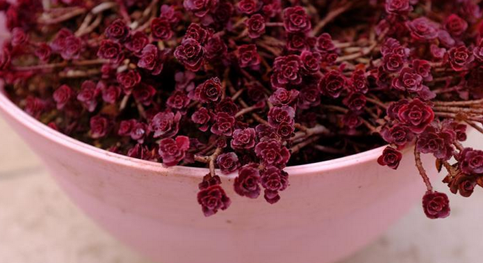 小球玫瑰怎么爆盆？小球玫瑰怎么養？【圖】